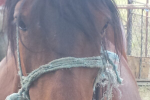 12. izložba konja Hrvatski Posavac u Novskoj