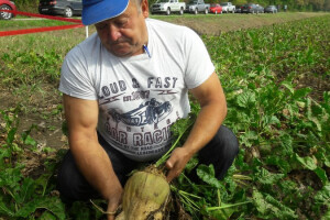 Sladorana, Dan polja šećerne repe