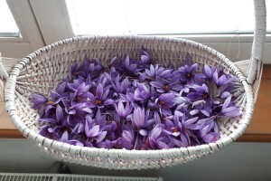 Porodica Nikolić iz Negotina prva je koja proizvodi i prodaje šafran u Srbiji