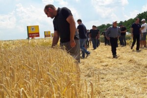 Dan polja strnih žitarica Bc Instituta u Lovasu