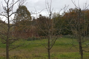 Zimska rezidba šljiva