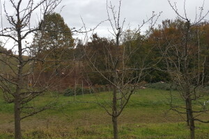 Zimska rezidba šljiva