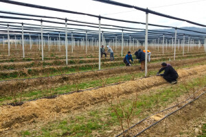 U Loznici sve više zasada borovnice