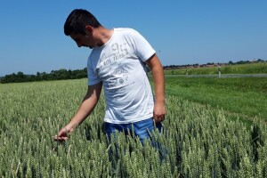 Mirko Lošić: Za dobar urod, rad i trud se podrazumijevaju, ali i kvalitetno sjeme