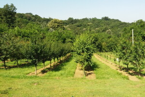 Radom u voćnjaku ispunjava penzionerske dane