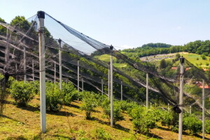 Ulaganje u zasad borovnice se na kraju isplati