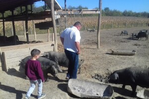 Crna slavonska svinja u Trnavi na imanju Dubravka Mikića