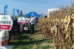 Regionalni dan polja Pioneera