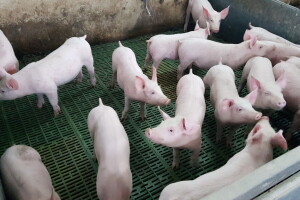 Mladen Sladaković je vlasnik farme koja trenutno broji 400 svinja