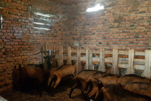 Kozarstvo u Podrinju