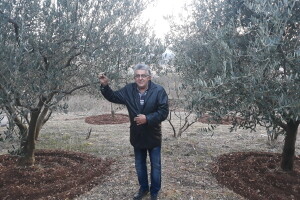 Maslinovo ulje iz Gruda tri godine zaredom osvaja priznanja