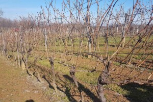 Uzgoj vinove loze u Loznici