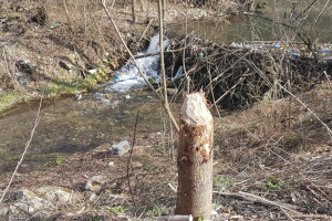 Dabar: od istrebljenja do velikog povratka na srpske reke