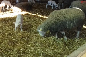 Janjenje ovaca