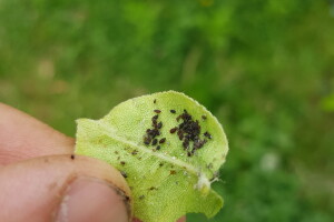 Kolonije lisnih vaši na kruškama