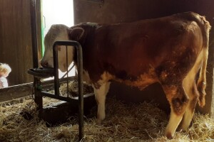 Svjetski rezultat hrvatskog uzgoja simentalca