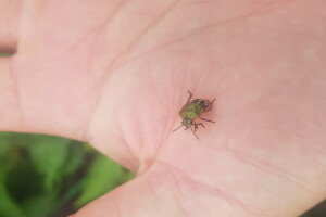 Štete na povrću od zelene stjenice