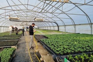 Proizvodnja i prodaja presadnica u Poljoprivrednoj i veterinarskoj školi Osijek