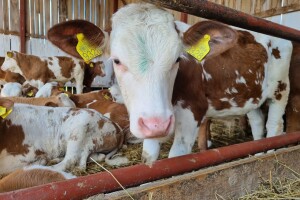 OPG Stojan Trifunović