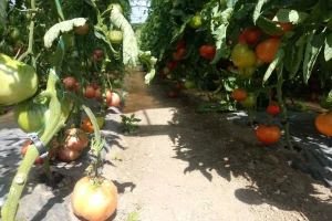 Prva godina u plasteničkoj proizvodnji je ubjedljivo najteža