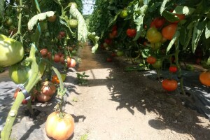 Prva godina u plasteničkoj proizvodnji je ubjedljivo najteža