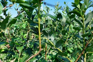 Ljetnja rezidba  borovnica