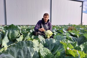 Organski futoški kupus