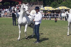 Nagrađivani konji Siniše Paunovića iz Surduka