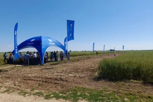 Pioneer dan polja uljane repice