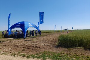 Pioneer dan polja uljane repice