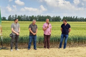 Dan polja BC strnih žitarica u Lovasu