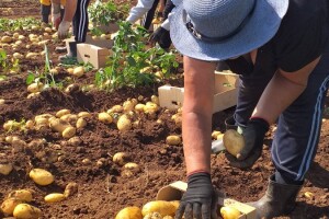 Ljubuški mladi krompir, selo Šipovača