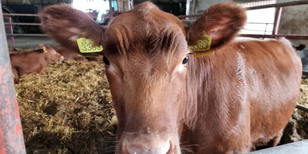 Aberdin angus - Foto prilozi | Agroklub.rs