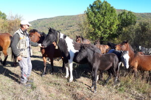 Meštanin sela Glogovca kraj Bele Palanke čuva 40 poludivljih konja