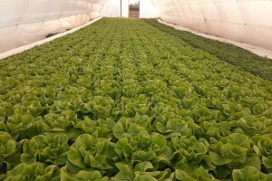 Rana proizvodnja povrća