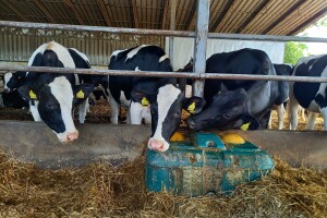 Farma muznih krava Mužlai