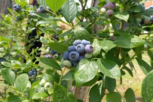 Borovnice Becin u Obrenovcu