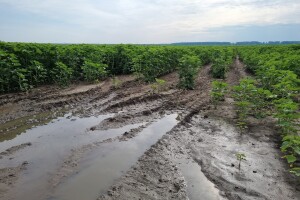 Polja suncokreta u lipnju