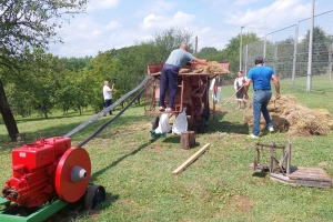 Žetva i vršidba pšenice u  Donjoj Lupljanici