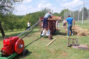 Žetva i vršidba pšenice u  Donjoj Lupljanici
