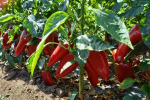 Berba paprike - Prigrevica (Apatin)