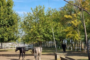 Podolska goveda, buše, racka ovca i konji na salašu Marka Tikvickog