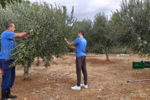 Berba i prerada maslina u Hercegovini