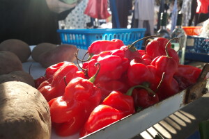 Povrtarstvo u Staroj Pazovi