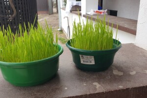 Božićni običaji u Sopju