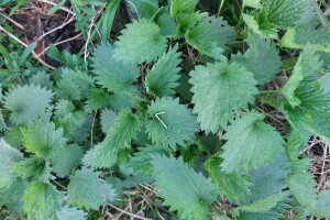 Mlada kopriva i priprema čorbice