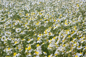 Polje kamilice kod Semeljaca