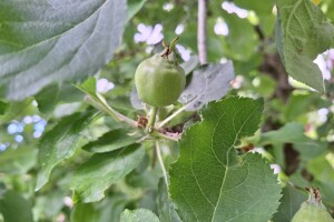 Bolesti jabuke i čime ih suzbiti