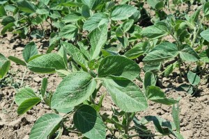 Soja na slavonskim ravnicama