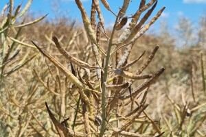 Uljana repica na poljima oko Vukovara